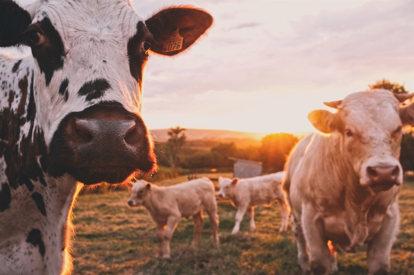 Animal nutrition